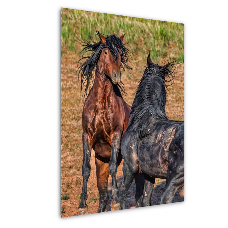 Wild Horse Photography Wall Art - Untamed Bond Bay & Black Mustang - Western Decor Canvas Print