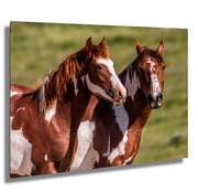 Majestic Paint Horses Wall Art - Wild Mustang Photography - Western Ranch Decor - Equine Art