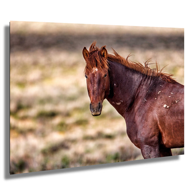 Wild Mustang Photography 'Copper Dawn' - Rustic Western Horse Wall Art - Canvas Print Home Decor