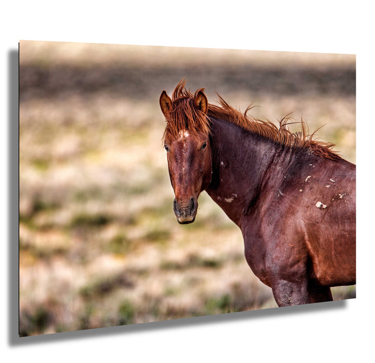 Wild Mustang Photography 'Copper Dawn' - Rustic Western Horse Wall Art - Canvas Print Home Decor