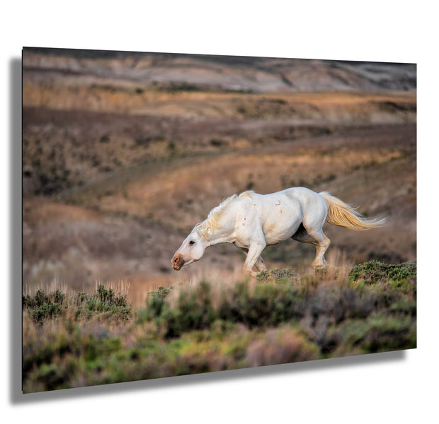 White Mustang Photography - 'Desert Ghost' - Wild Horse Canvas Print - Western Landscape Art