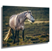 Wild Horse Wall Art 'Dusk Guardian' - Dappled Grey Mustang Photography - Western Decor Print