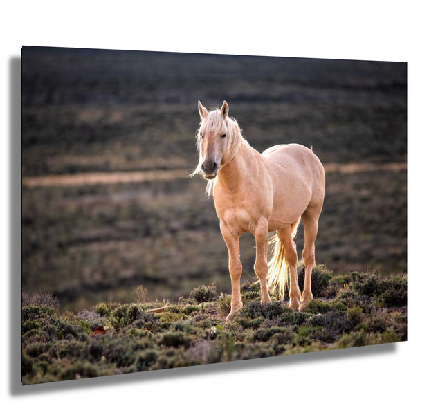 Golden Spirit - Palomino Wild Horse Photography - Western Sage Landscape Art