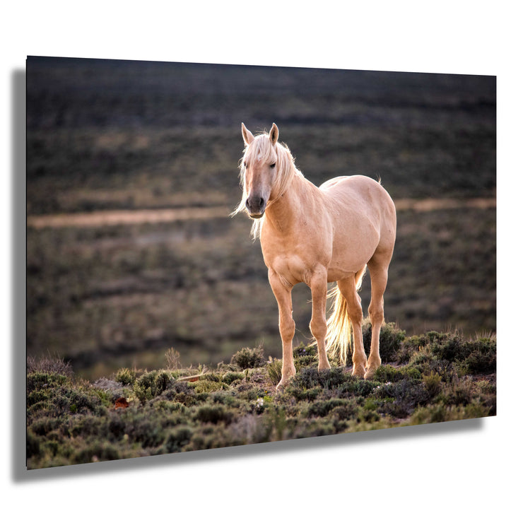 Golden Spirit - Palomino Wild Horse Photography - Western Sage Landscape Art