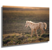 Wild Horse Photography - Golden Dawn Palomino - Western Prairie Landscape - Mustang Foal Art