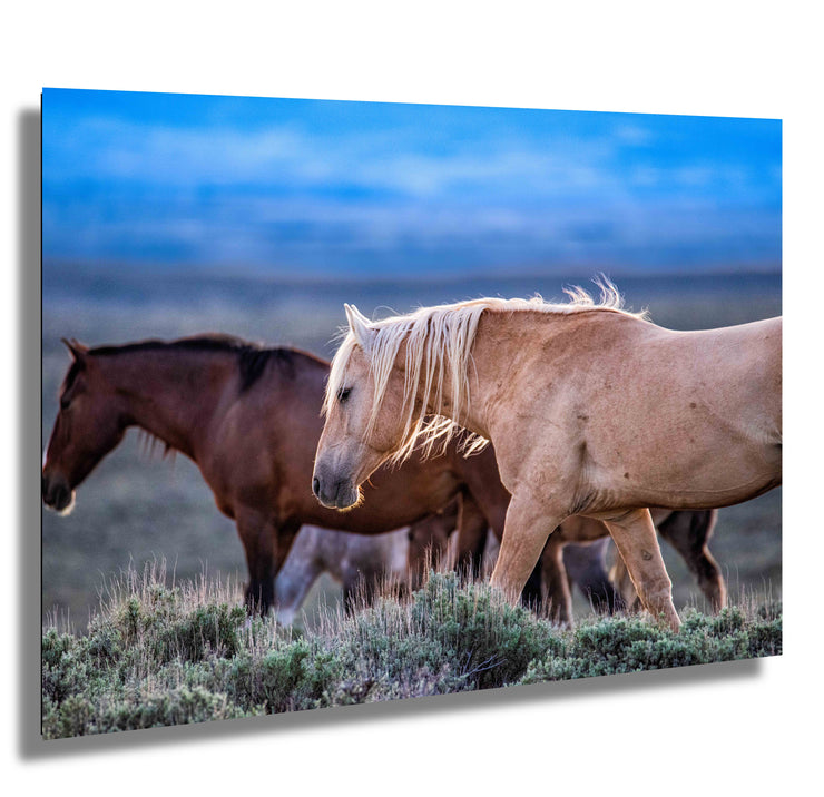 Wild Mustang Photography - 'Dusk Wanderers' - Western Horse Wall Art - Canvas Print Home Decor
