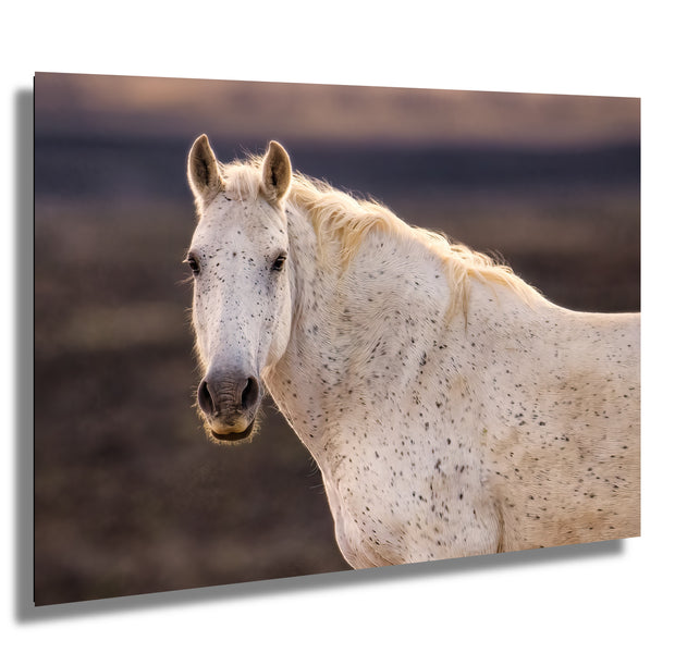 Ethereal Speckled Mustang Wall Art - Wild Horse Portrait - Cream Dappled Equine Decor