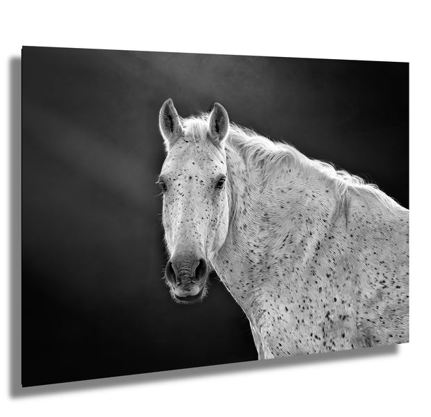 Dappled Elegance - Black and White Appaloosa Horse Photography - Equine Wall Art