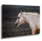 White Horse Wall Art - 'Dawn Whisper' - Equine Photography Canvas Print - Fine Art Home Decor