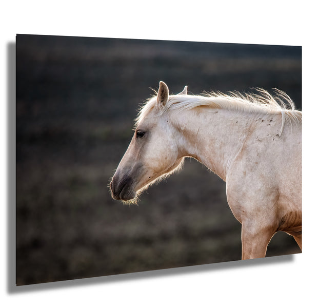 White Horse Wall Art - 'Dawn Whisper' - Equine Photography Canvas Print - Fine Art Home Decor