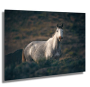 Dusk Sentinel - Wild Mustang Photography - Gray Horse Wall Art - Western Wildlife Decor