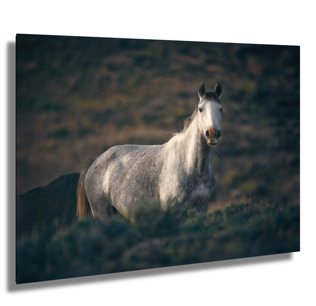 Dusk Sentinel - Wild Mustang Photography - Gray Horse Wall Art - Western Wildlife Decor