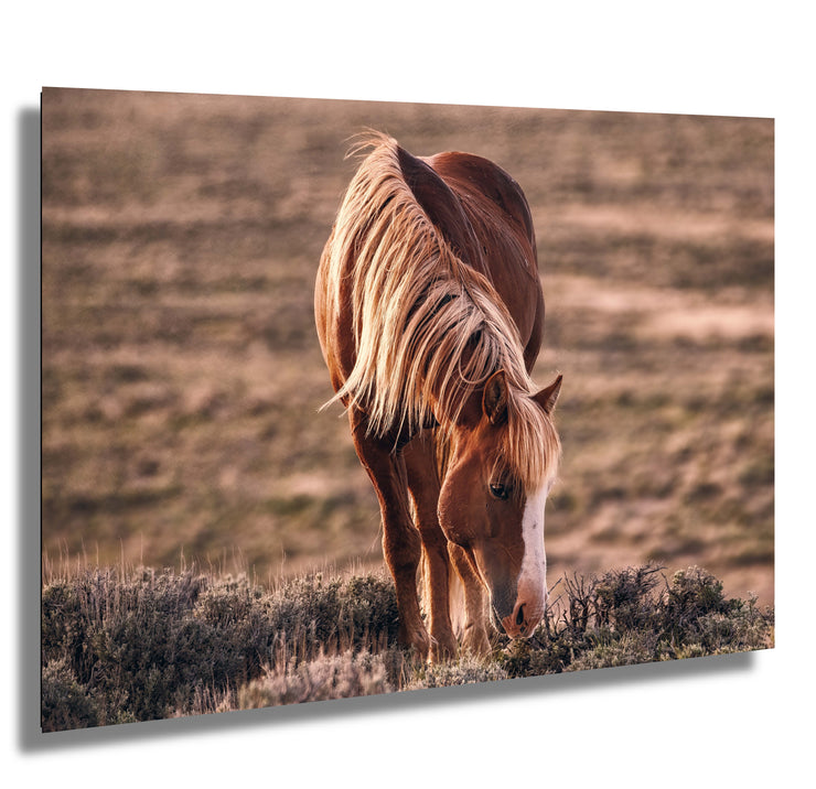Wild Horse Photography Wall Art - 'Amber Dusk Grazing' - Western Decor Canvas Print