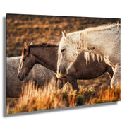 Sunset Embrace - Wild Mustang Duo Photography - Amber Prairie Western Horse Wall Art