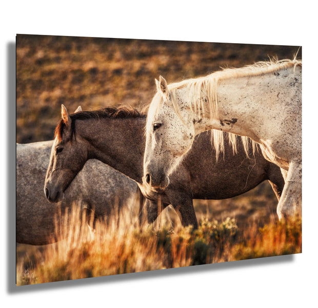 Sunset Embrace - Wild Mustang Duo Photography - Amber Prairie Western Horse Wall Art