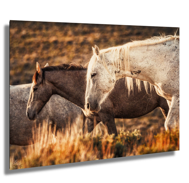 Sunset Embrace - Wild Mustang Duo Photography - Amber Prairie Western Horse Wall Art