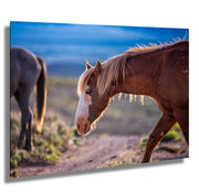 Wild Mustang Wall Art 'Dusk Wanderer' - Chestnut Horse with White Blaze - Western Decor