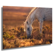 Wild Horse Photography - 'Amber Dusk' - Dappled Mustang Grazing - Western Wall Art Decor
