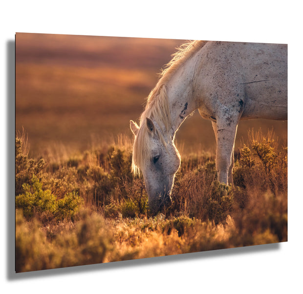 Wild Horse Photography - 'Amber Dusk' - Dappled Mustang Grazing - Western Wall Art Decor