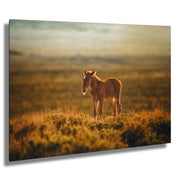 Wild Horse Wall Art - 'Sunset Solitude' - Mustang Foal Canvas Print - Western Photography Decor