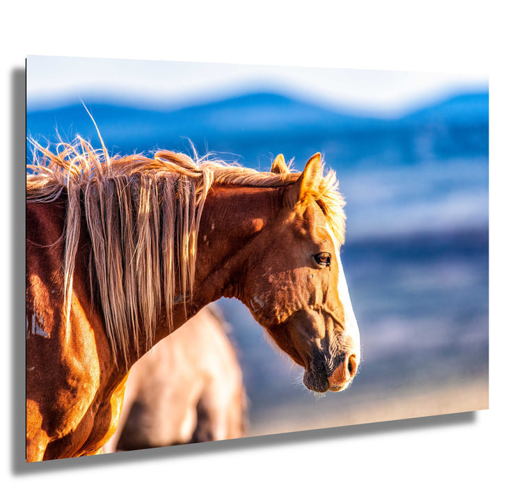 Wild Horse Photography Wall Art - 'Mountain Sentinel' - Chestnut Mustang Canvas Print Western Decor