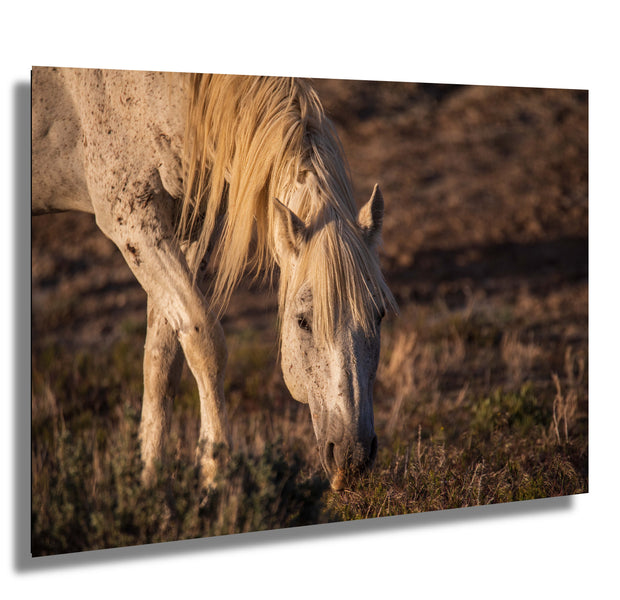 Wild Horse Photography - 'Sunset Grazing' - Cream Mustang Wall Art - Western Wilderness Decor