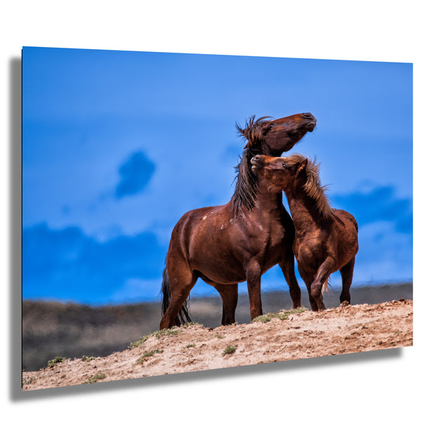 Untamed Affection - Wild Mustang Duo Canvas Art - Western Horse Photography
