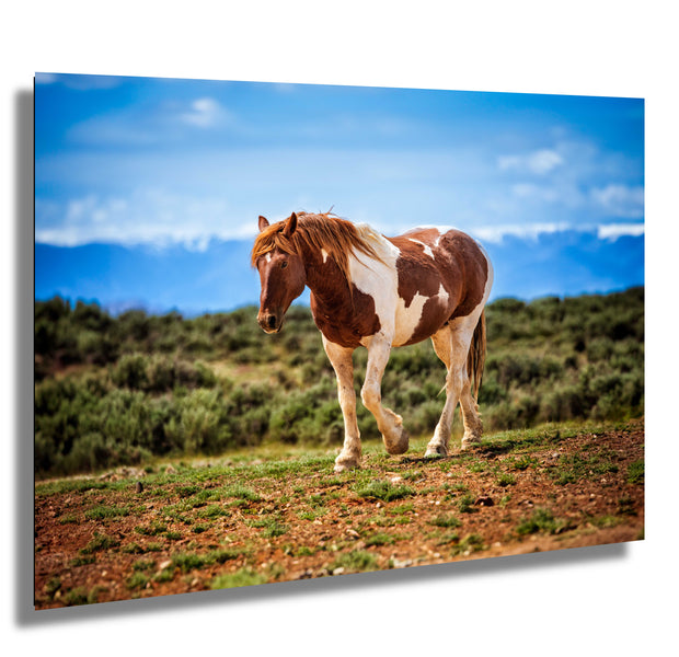 Wild Pinto Mustang Photography - 'Boundless Freedom' - Western Horse Wall Art - Rustic Decor