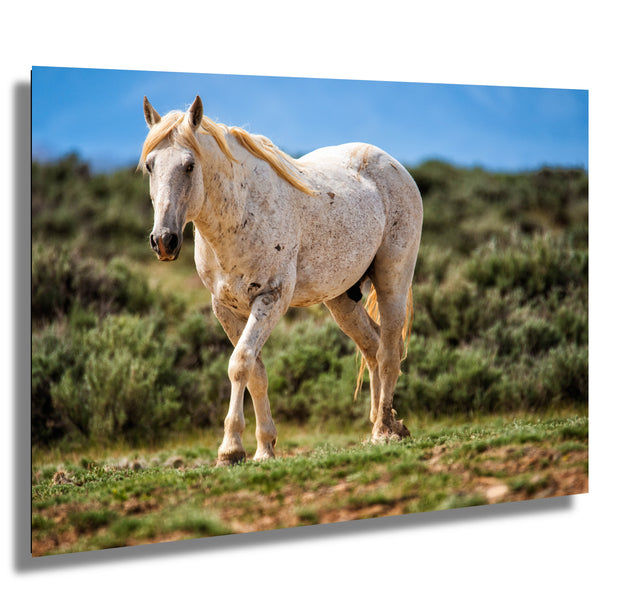 Ivory Spirit Wild Horse Photography - Golden Mane Mustang Wall Art - Sage Desert Decor