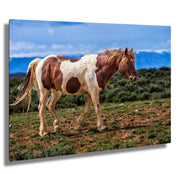 Wild Mustang Wall Art 'Desert Sentinel' - Pinto Horse Photography Print - Western Decor