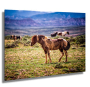 Wild Mustang Photography 'Desert Sentinel' - Western Horse Wall Art - Pinto Mustang Decor