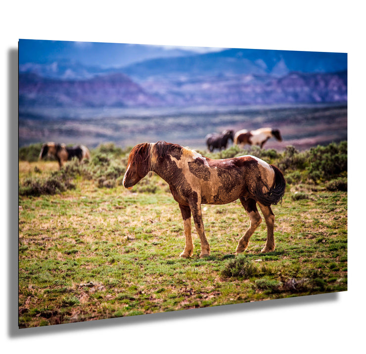 Wild Mustang Photography 'Desert Sentinel' - Western Horse Wall Art - Pinto Mustang Decor