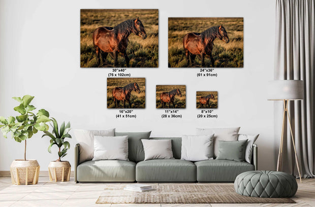 Wild Mustang Wall Art 'Sunset Sentinel' - Western Horse Photography Print - Canvas Metal Fine Art