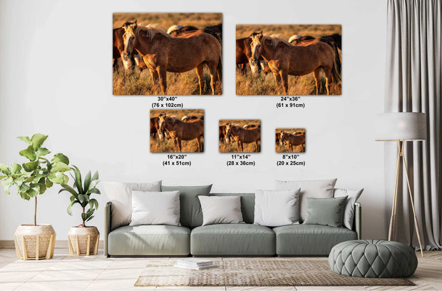 Wild Mustang Wall Art 'Amber Dusk' - Wild Horse Photography - Western Home Decor Canvas Print