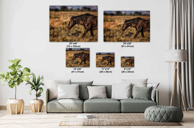 Wild Mustang Wall Art 'Dusk Wanderer' - Black Horse Photography - Western Prairie Decor