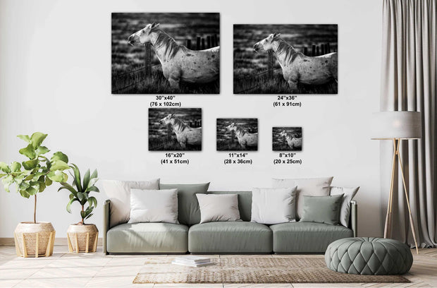 White Horse Black and White Photography - 'Sentinel Spirit' - Western Ranch Art Print