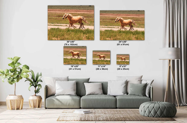 Golden Palomino Mustangs Wall Art - Wild Horses in Motion - Western Landscape Photography
