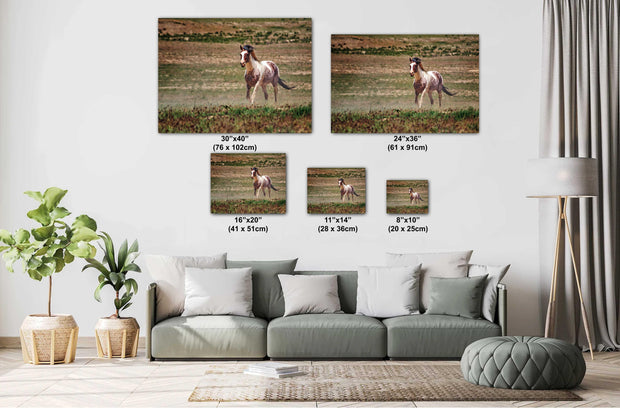 Untamed Spirit - Wild Paint Horse Photography - Western Grassland Art - Rustic Home Decor