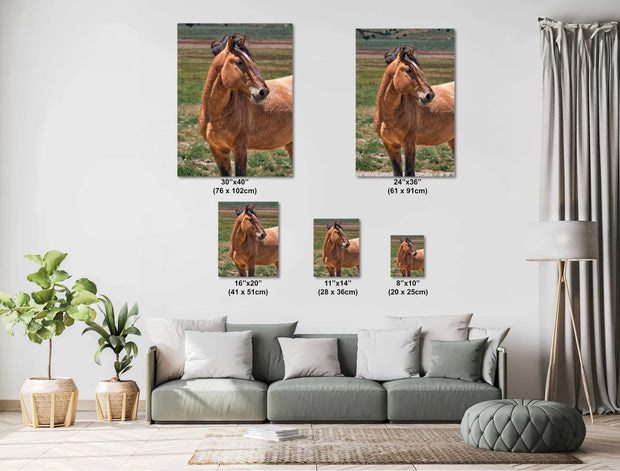 Wild Horse Photography - Golden Dun Mustang - Western Wall Art - Equine Portrait Print