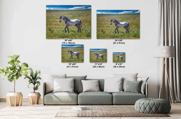 Wild Horse Photography - Dappled Gray Mustang Canvas Print - Western Prairie Wall Art Decor