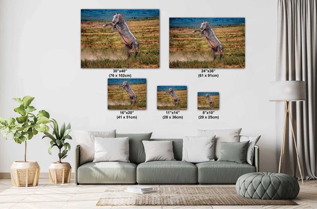 Wild Mustang Wall Art 'Defiant Spirit' - Dappled Gray Horse Rearing Photography - Print Canvas Metal