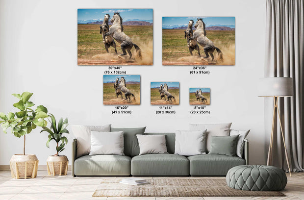 Wild Mustang Wall Art - 'Primal Dance' - Gray Horse Photography Print - Western Mountain Decor