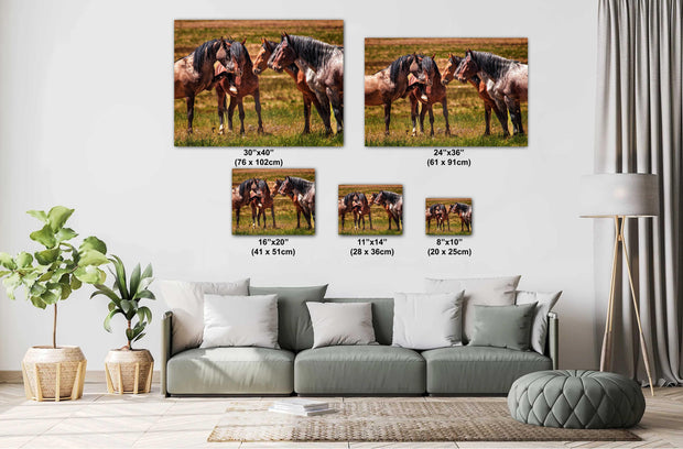 Wild Mustang Photography Art - 'Silent Council' - Horse Wall Art Canvas Print - Western Decor