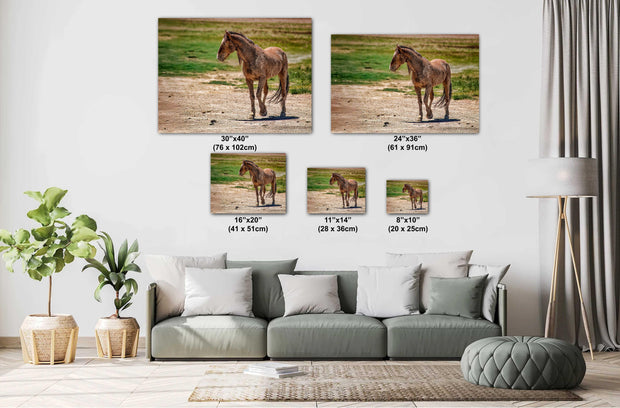 Wild Mustang Wall Art - 'Vigilant Spirit' - Horse Photography Print - Western Wilderness Decor