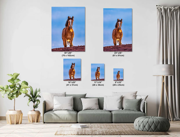 Majestic Mustang Wall Art - Wild Horse at Dusk - Blue Sky Western Photography