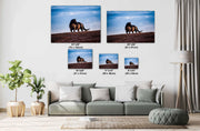 Wild Horse Photography Wall Art - Solitary Sentinel - Western Wilderness Horse Canvas Print