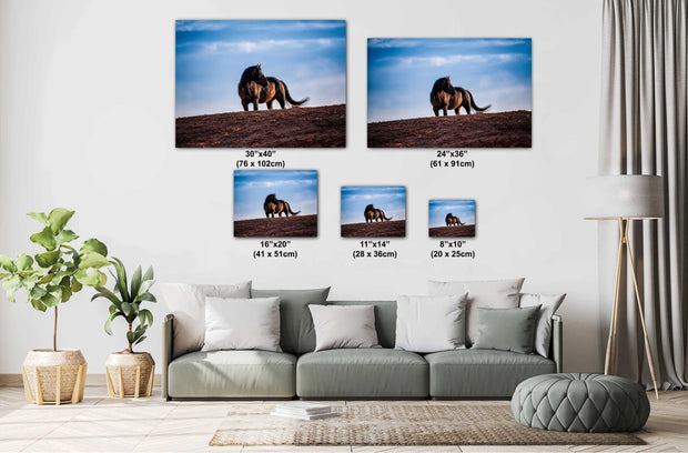Wild Horse Photography Wall Art - Solitary Sentinel - Western Wilderness Horse Canvas Print