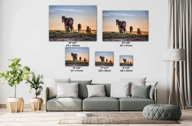 Sunset Journey - Wild Mustang Family Wall Art - Horse Photography Print Canvas Metal Decor