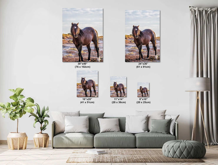 Wild Mustang Wall Art 'Dawn Sentinel' - Horse Photography Print - Western Decor Canvas Metal