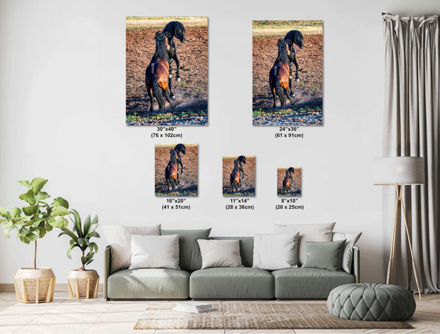 Wild Horse Photography 'Midnight Duel' - Black and Bay Mustang Stallions Canvas Print - Western Decor